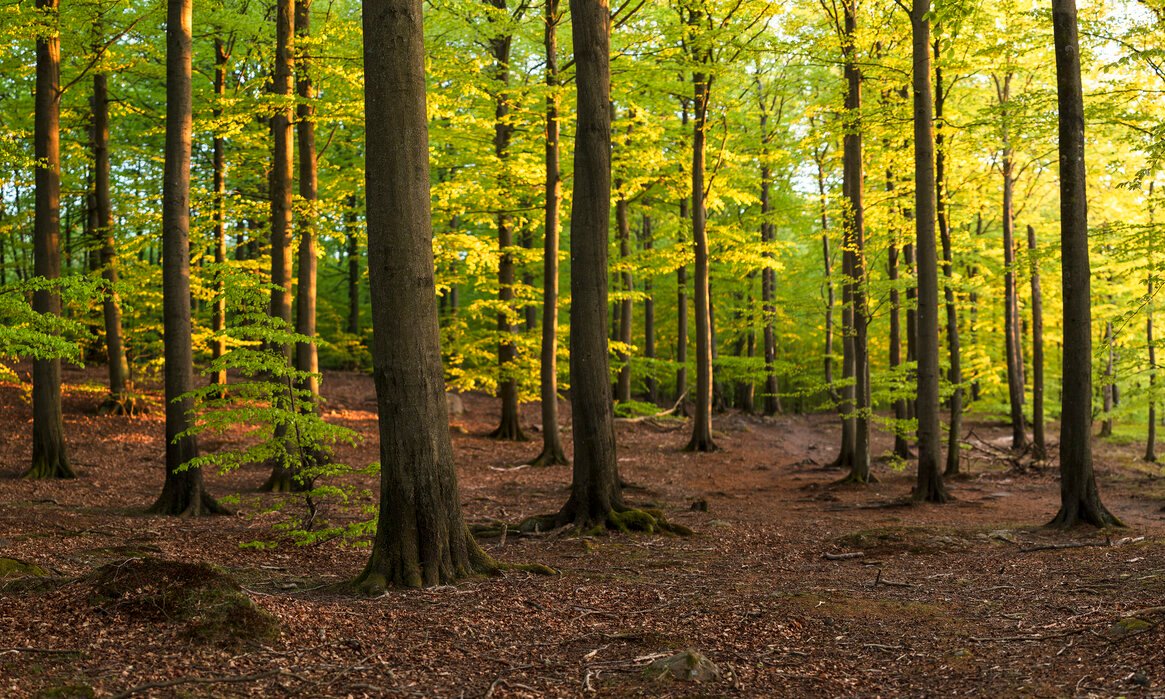 Pădure seculară de vânzare – Județul Gorj | 307 ha