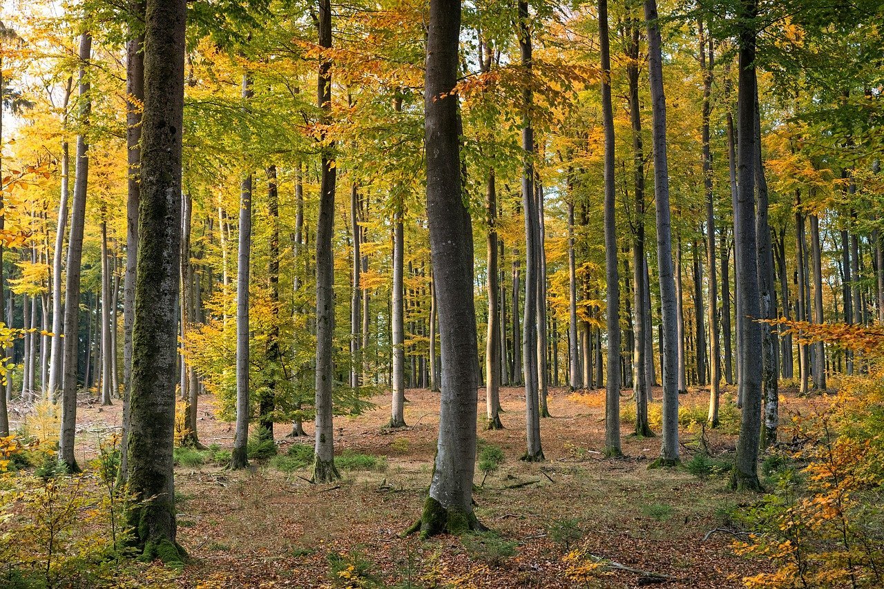 Pădure de vânzare – Județul Mehedinți | 550 ha