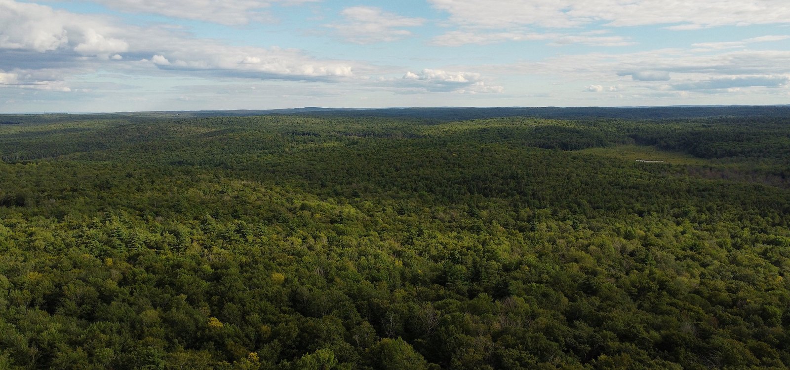 Pădure de vânzare – Județul Bacău | 1.455 ha | 7.000 €/ha