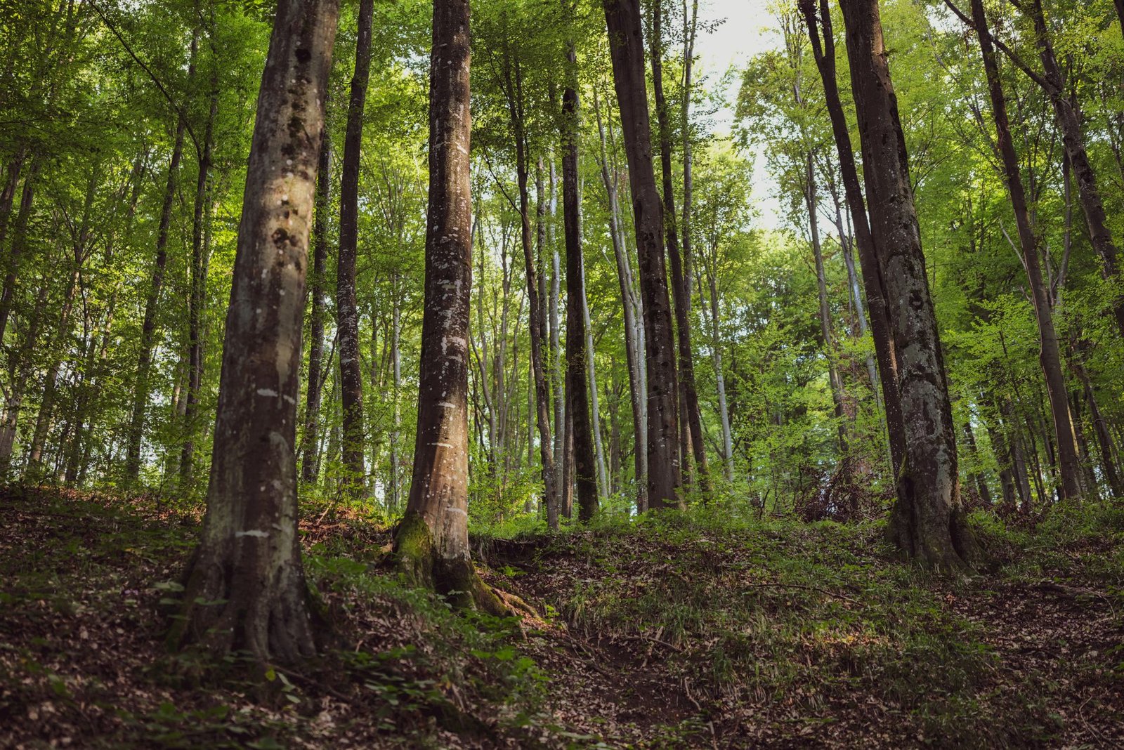 Pădure de vânzare – Județul Argeș | 520,7 ha | 5.800 €/ha